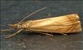 1293 (63.08) Chrysoteuchia culmella
